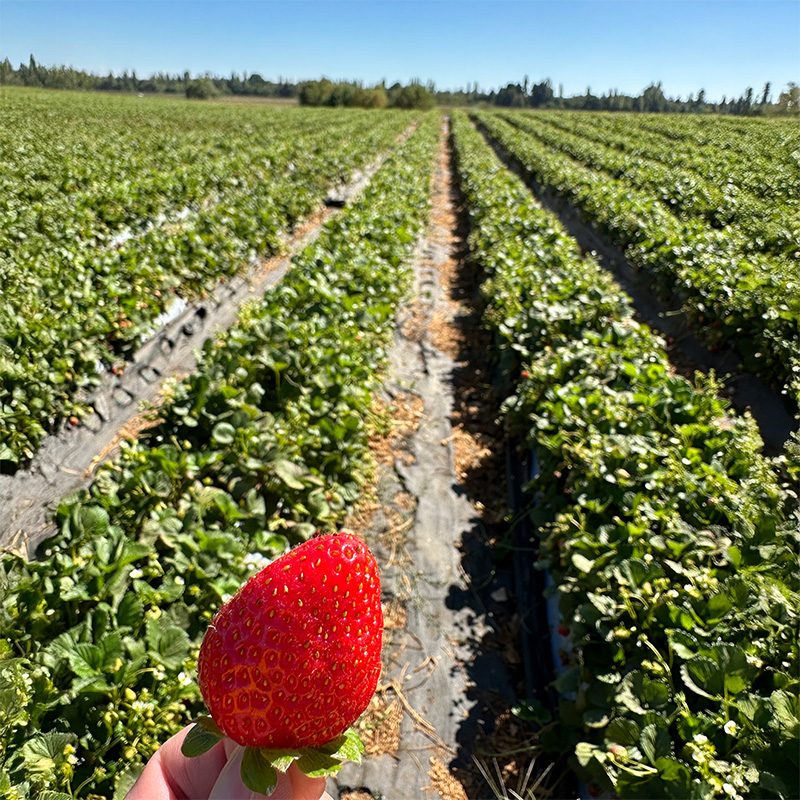 Frozen-Strawberries4
